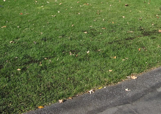 A top-dressed lawn
